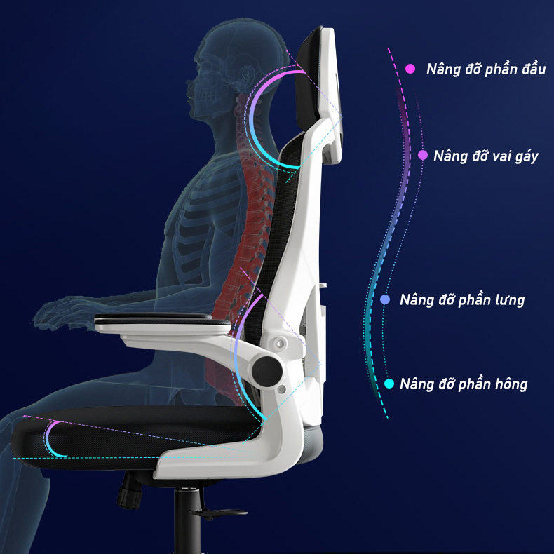 Đặc điểm nổi bật ghế công thái học